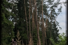 180706_Vranova_2126
